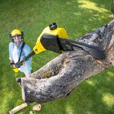 Trusted West Haverstraw, NY Tree Services Experts